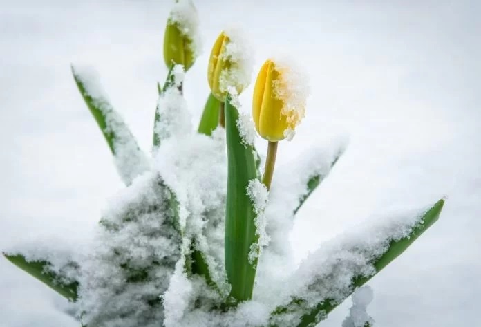 În ciuda primăverii calendaristice, vremea în Germania este pe cale să se prăbușească. Meteorologii anunță ninsori și ger pentru weekend!